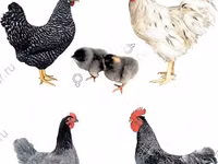 Chickens — 2 зураг