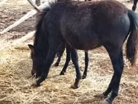 Horse (M), Welsh Mountain Pony — photo 2