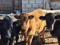 Toro, Aberdeen-Angus — foto 4