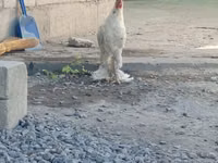 بيرغيشه كرهير — الصورة 2