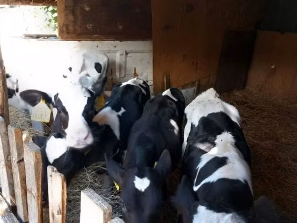 ثور, Russian Black pied cattle