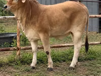 Cow, Brahman — photo 6
