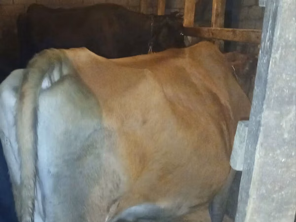 Cow, Wild yak