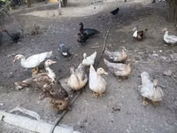 Ducks — Foto 1
