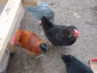 gallina danesa — foto 8