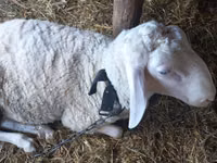 मेढ़ा, Awassi sheep — फ़ोटो 2