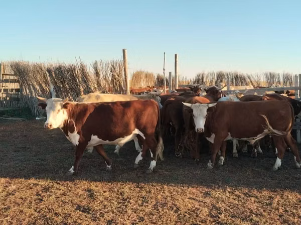ثور, Simmental cattle