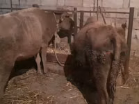 母牛, Cattle — 照片 1