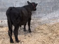 Bulle, Aberdeen-Angus — Foto 4