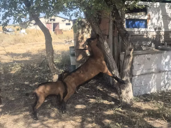 बकरी, Nubian Goat