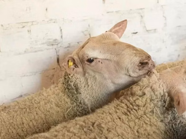 Widder, Precoce sheep