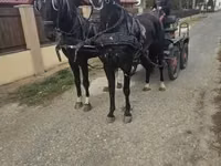 Адуу, Dutch warmblood horse — 6 зураг