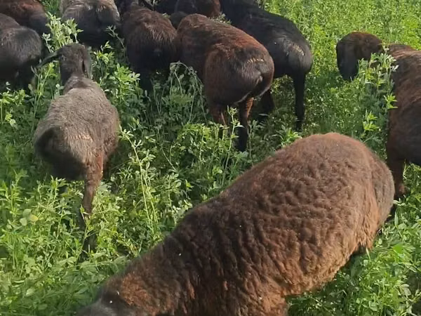 绵羊（批次，未指定性别）, Sheep