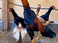 Chickens — الصورة 4