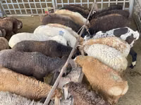 母羊, Krasnoyarsk sheep — 照片 4