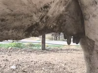 母牛, Russian Black pied cattle — 照片 5
