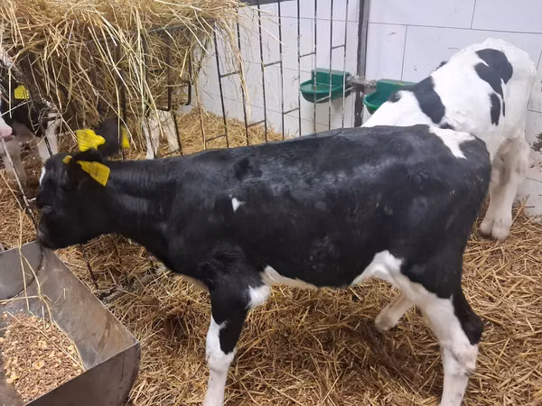 Bulle, Russian Black pied cattle
