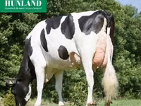 بقرة, Swiss cattle — الصورة 7