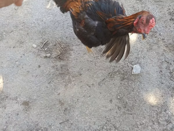 Chickens