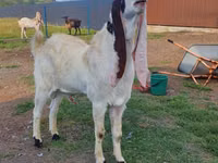 बकरा, Gulabi goats — फ़ोटो 5