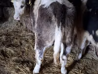 母牛, Simmental cattle — 照片 1