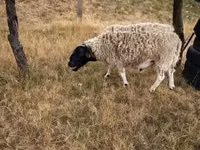 Widder, Dorper sheep — Foto 2