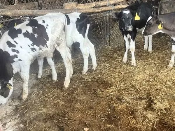 Бух, Russian Black pied cattle