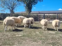 Хуц, Texel sheep — 3 зураг