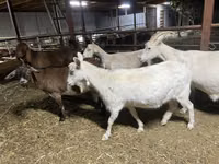 Ямаа, Kamori goats — 1 зураг