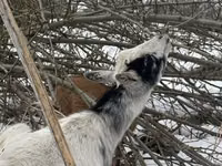 Ямаа, Saanen goat — 1 зураг