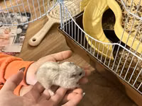 2 eded hamster qefesi ve apilkasi ile birlikde verirem qefes baha — foto 1