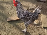 Chickens — photo 1