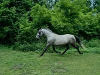 Адуу, Lipizzaner — 1 зураг