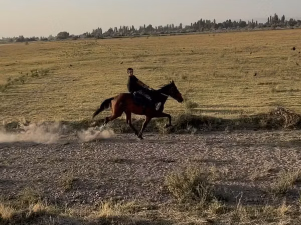 Азаргагүй морь, French Trotter