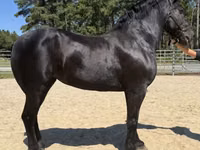 فرس, Percheron — الصورة 2