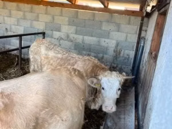 母牛, Charolais cattle