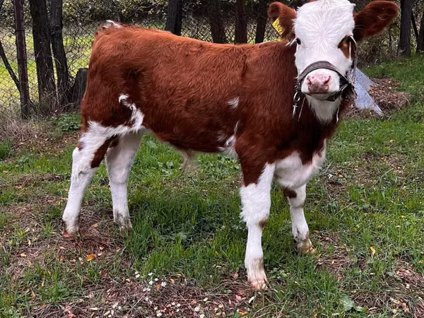 Бух, Simmental cattle