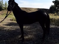 خيول (دفعة، الجنس غير محدد), American shetland pony — الصورة 5