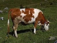 Bull, Simmental cattle — photo 1