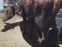 母牛, Cattle — 照片 5