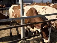 Cow, Holstein breed — photo 3