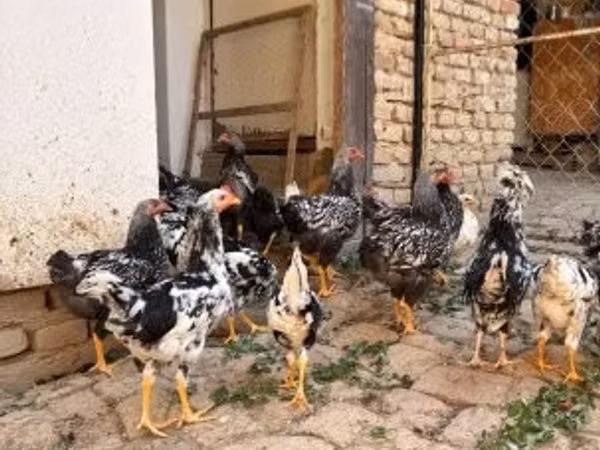 वायंडॉट