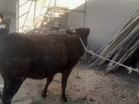 Cattle (batch, sex not specified), Cattle — photo 5