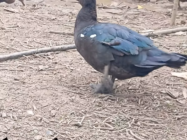 Ducks