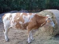 Kuh, Simmental cattle — Foto 4
