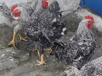Chickens — 1 зураг