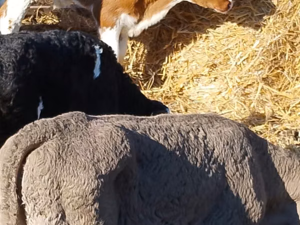 Cattle (batch, sex not specified), Simmental cattle