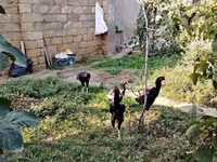 Chickens — الصورة 2