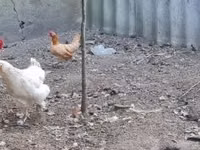 Chickens — foto 3