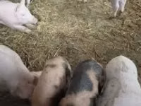 मादा सूअर — फ़ोटो 3